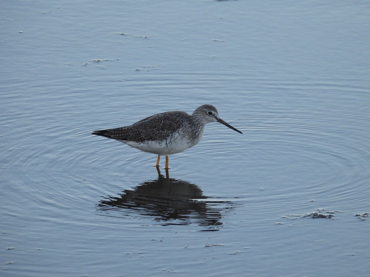 Greater Yellowlegs - ML644734389
