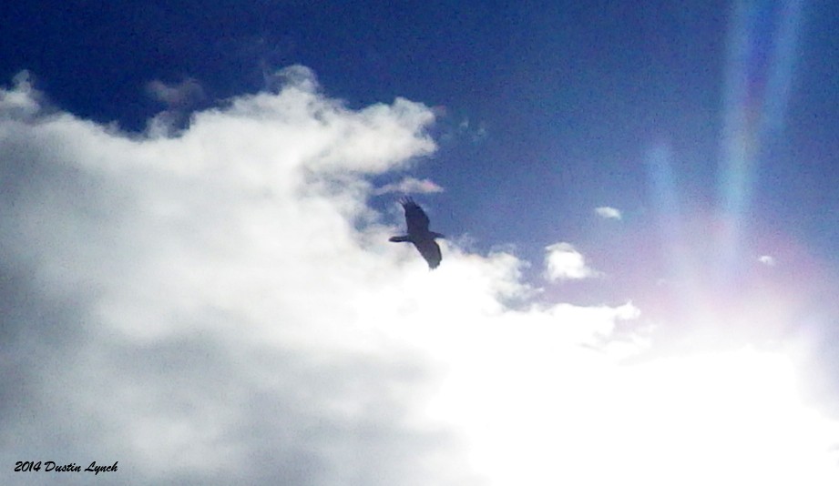 Kolkrabe - ML644734394