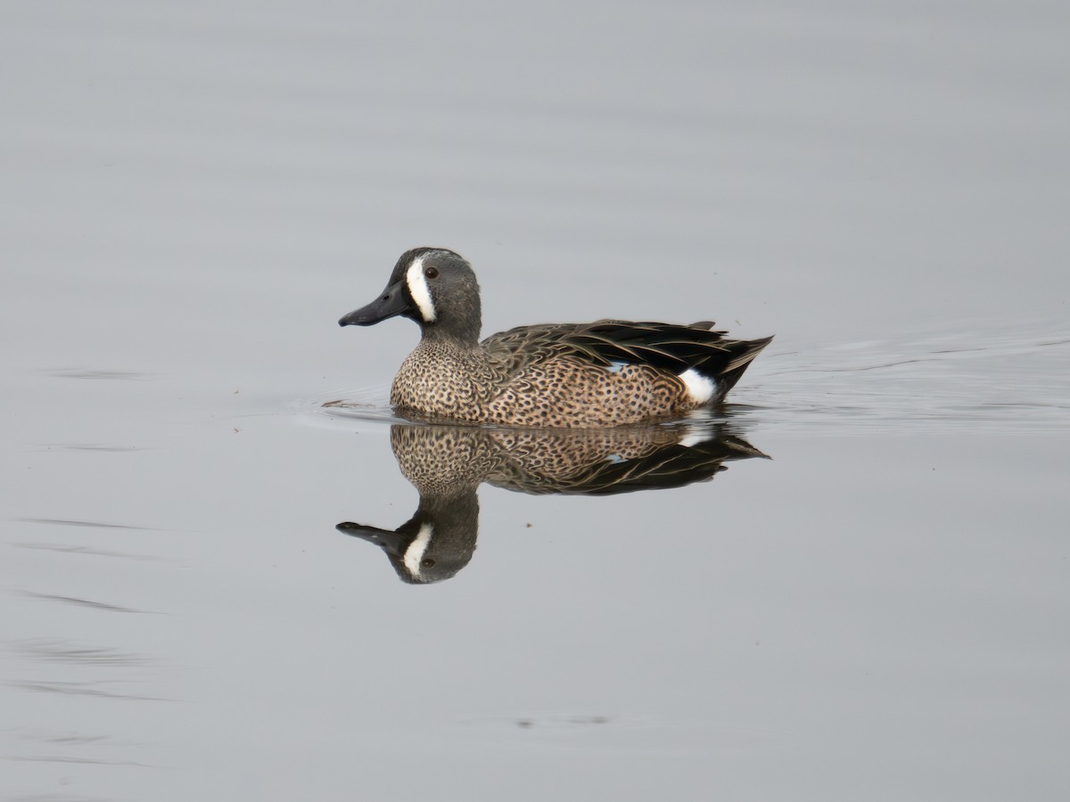 ミカヅキシマアジ - ML644734405