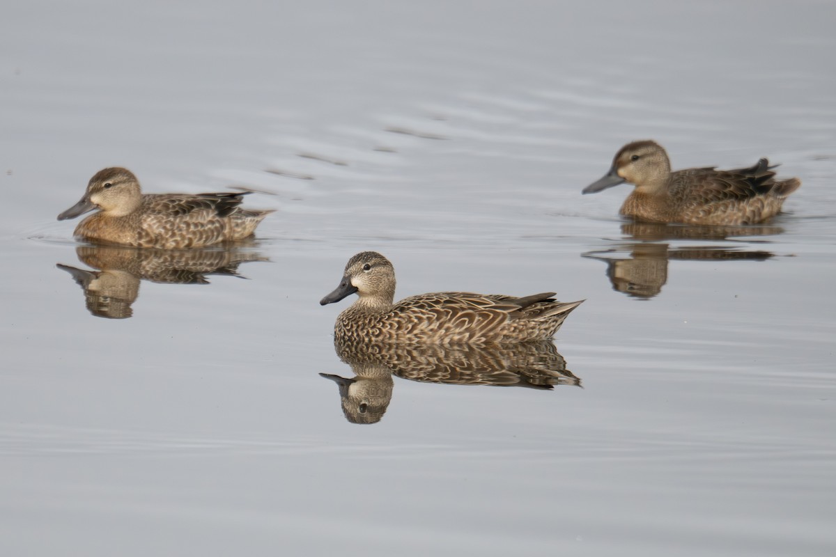 ミカヅキシマアジ - ML644734406