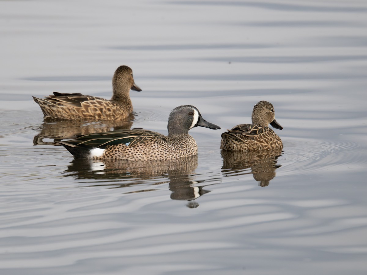ミカヅキシマアジ - ML644734407