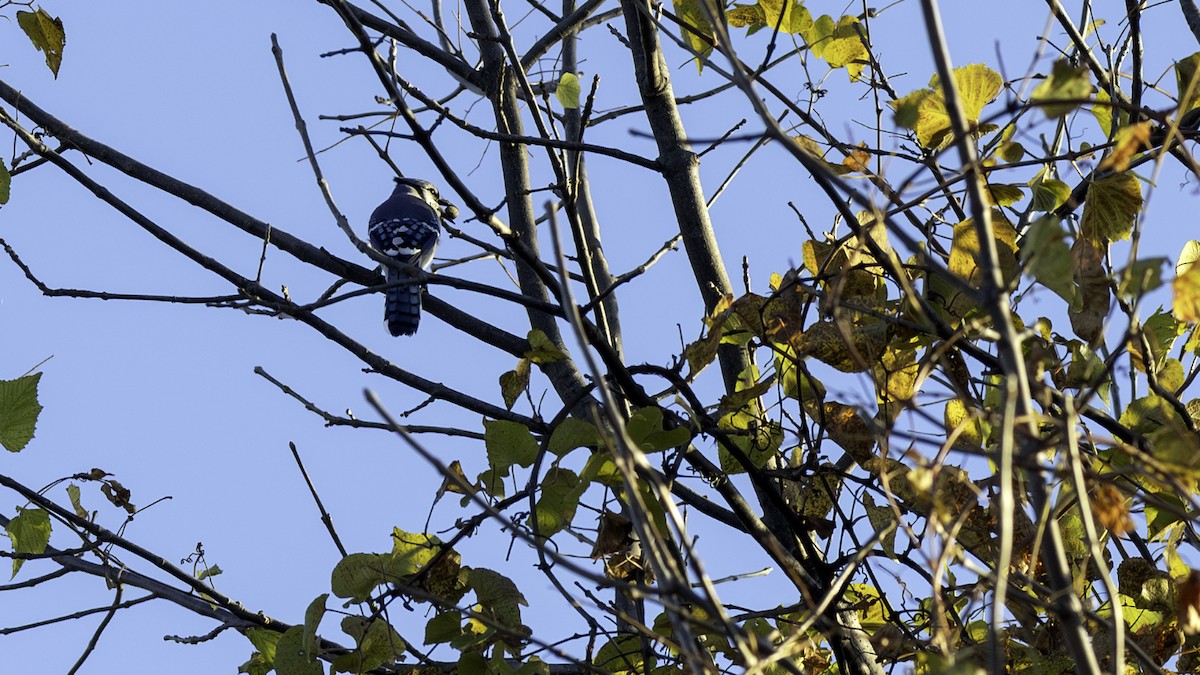 Blue Jay - ML644734412