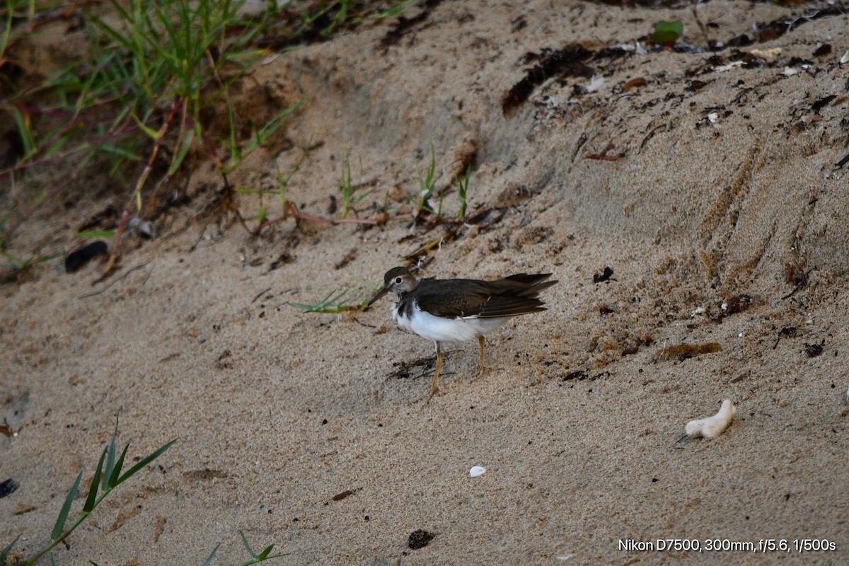 Spotted Sandpiper - ML644734413