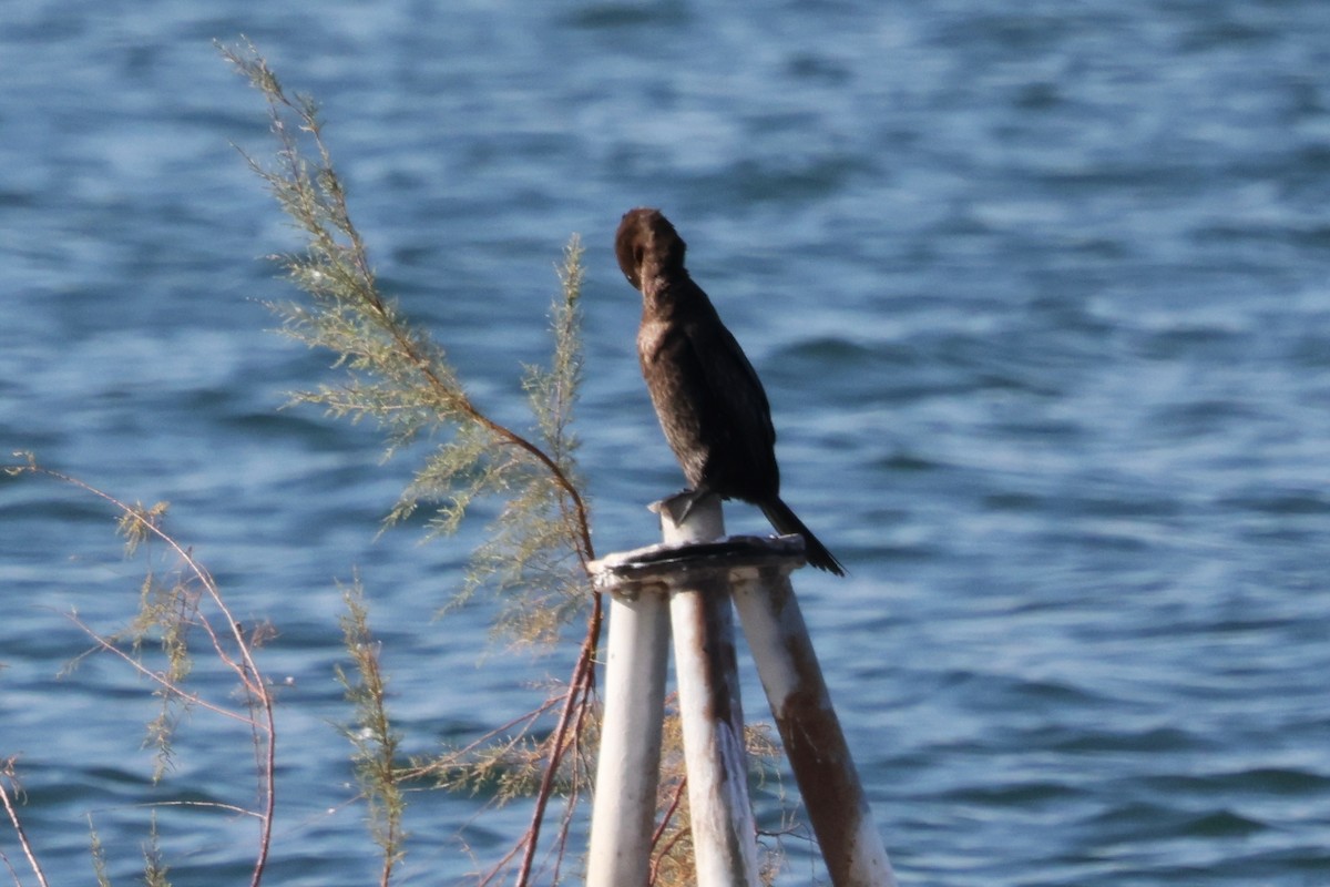 Pygmy Cormorant - ML644734415