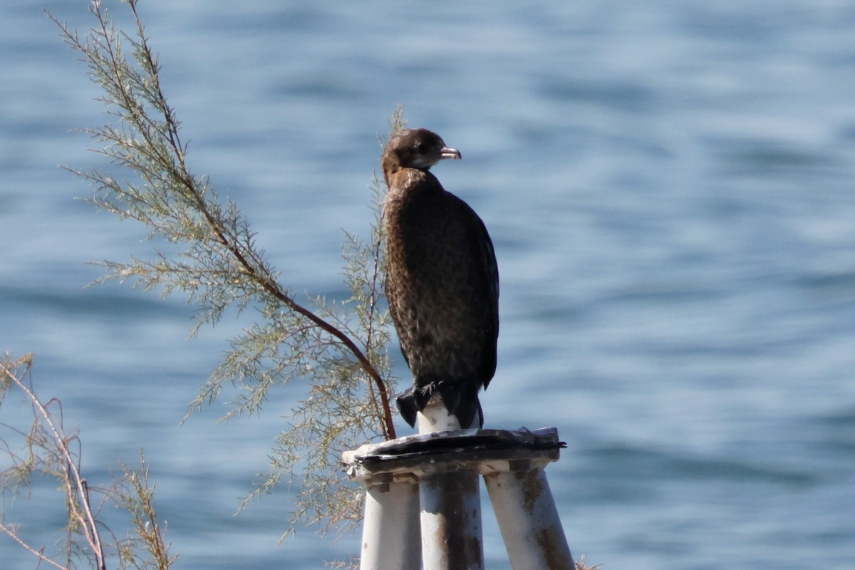 Pygmy Cormorant - ML644734416