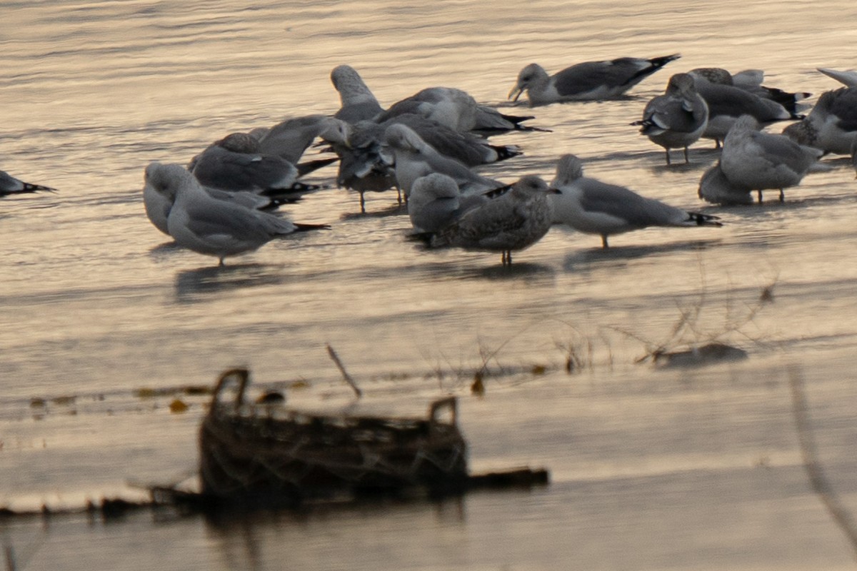 Ring-billed Gull - ML644734418
