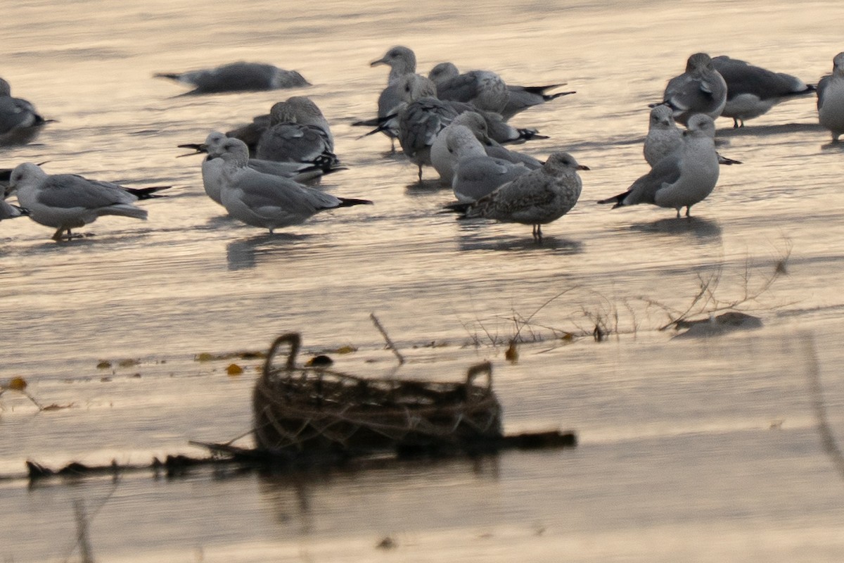 Ring-billed Gull - ML644734419