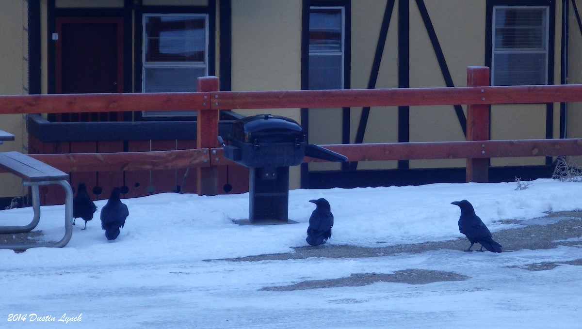 Kolkrabe - ML644734435