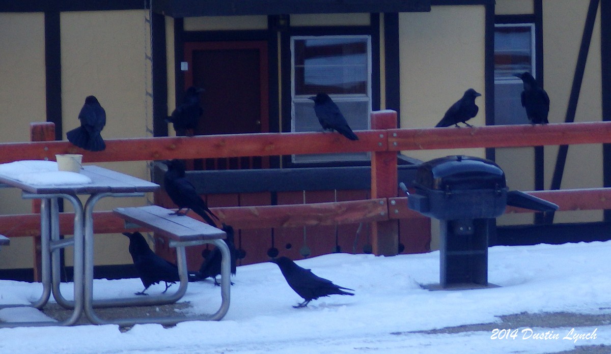 Kolkrabe - ML644734436