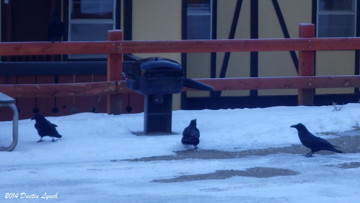 Kolkrabe - ML644734437