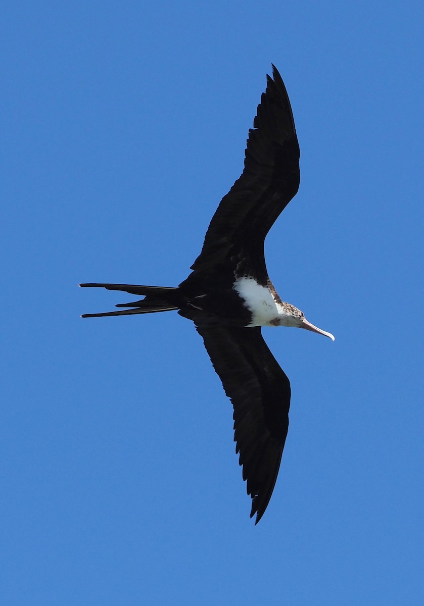 Great Frigatebird - ML644734440