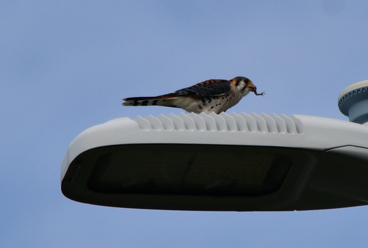 בז אמריקני - ML644734449