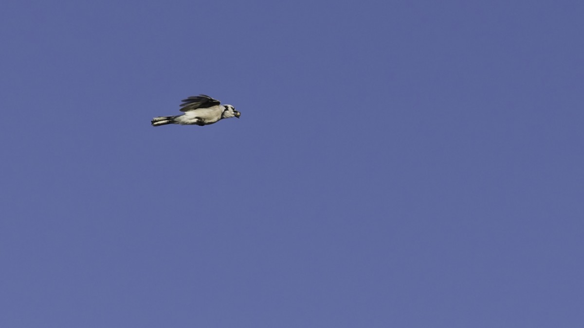 Blue Jay - ML644734453