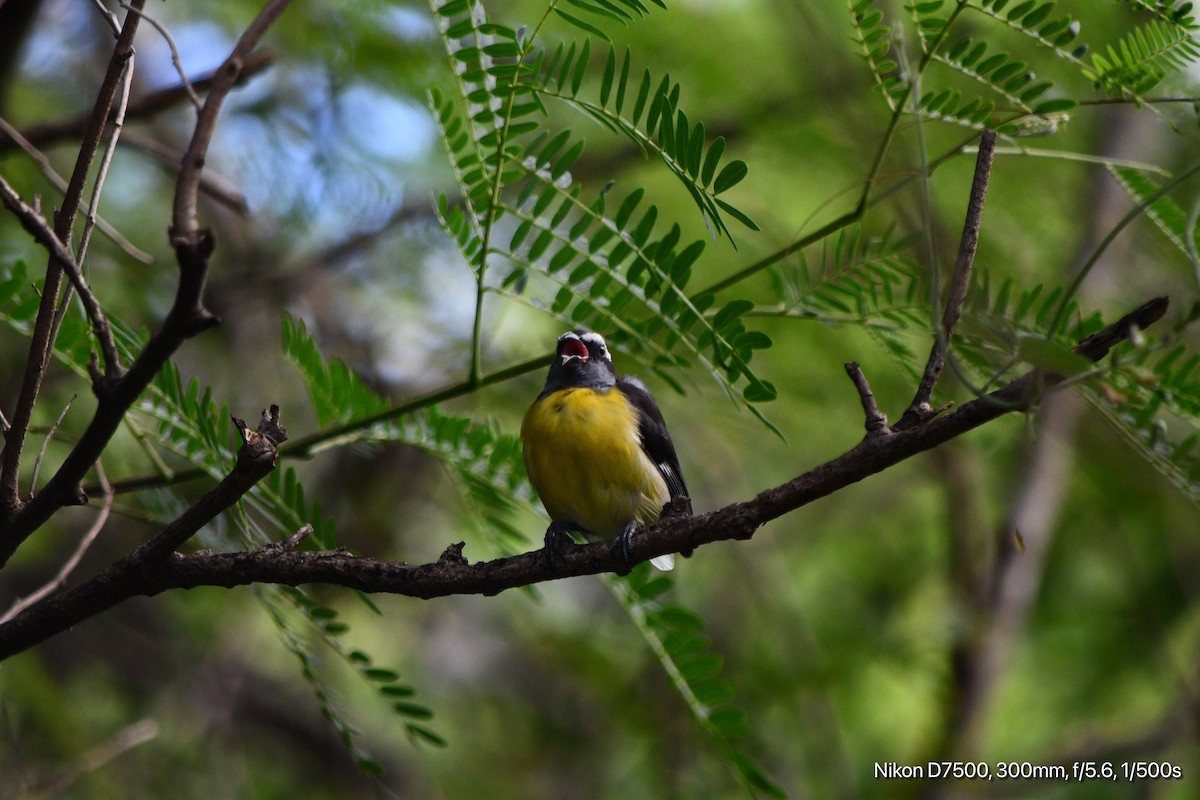Bananaquit - ML644734464