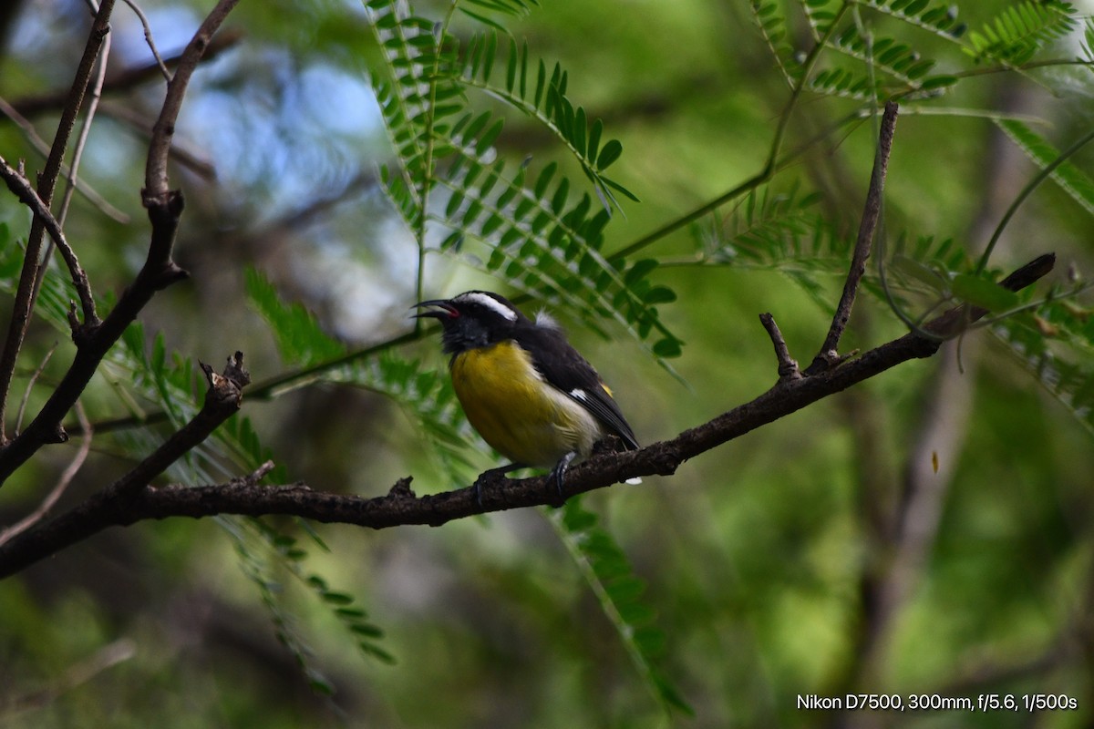 Bananaquit - ML644734465