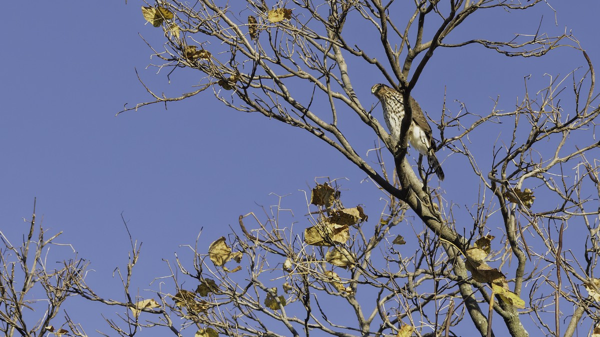 Cooper's Hawk - ML644734469