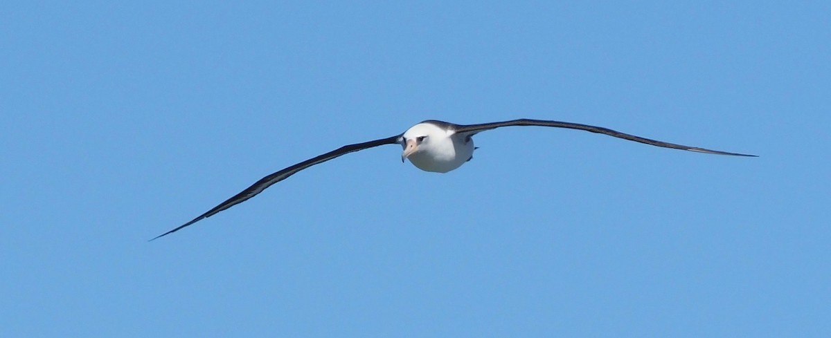 Laysan Albatross - ML644734470
