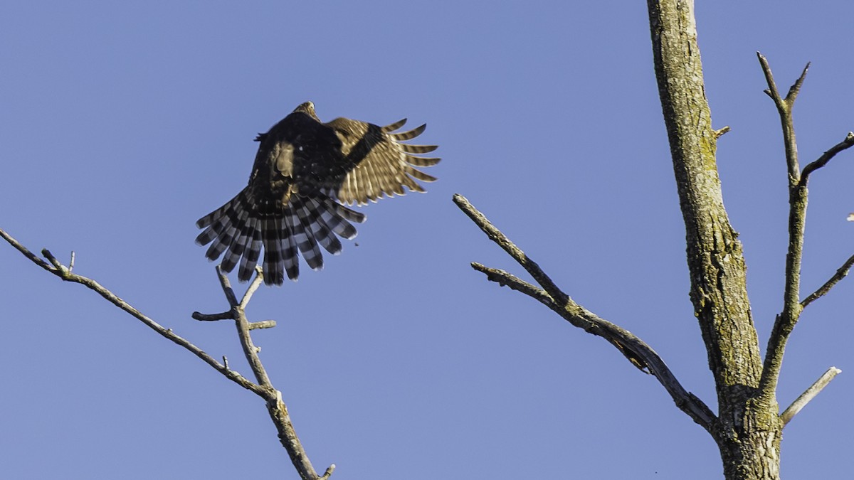 Cooper's Hawk - ML644734473