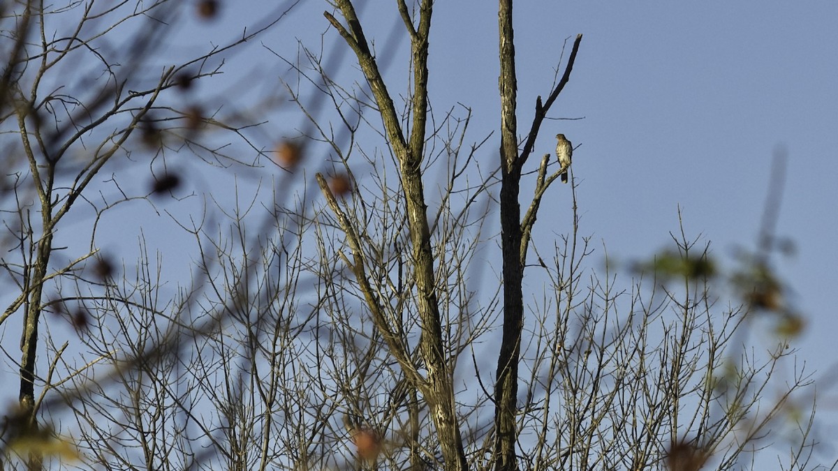 Cooper's Hawk - ML644734476