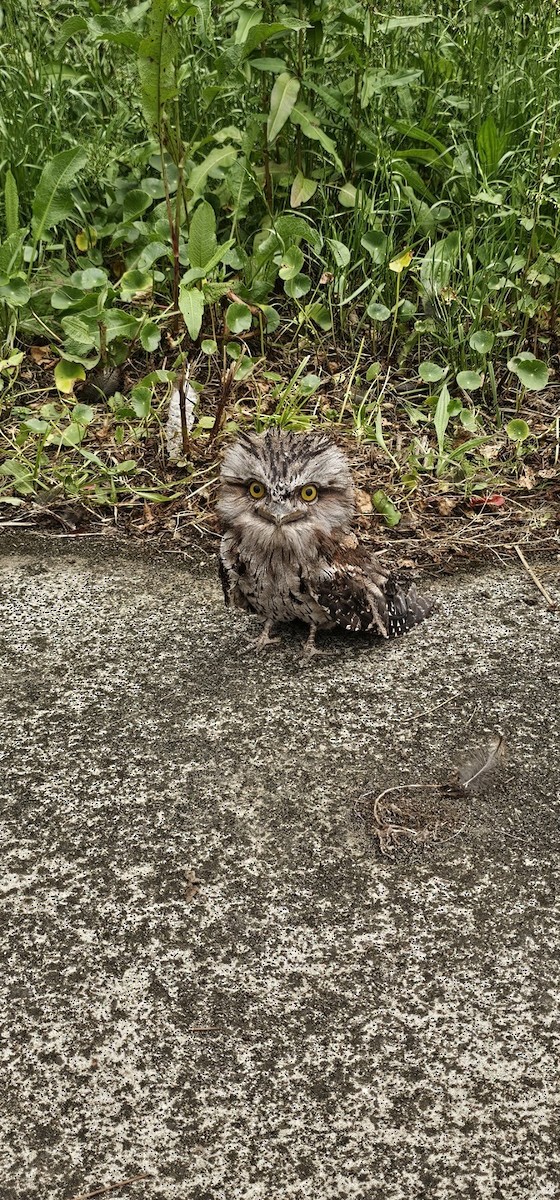 Tawny Frogmouth - ML644734482