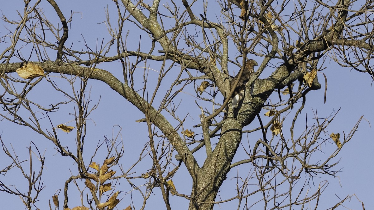 Cooper's Hawk - ML644734483