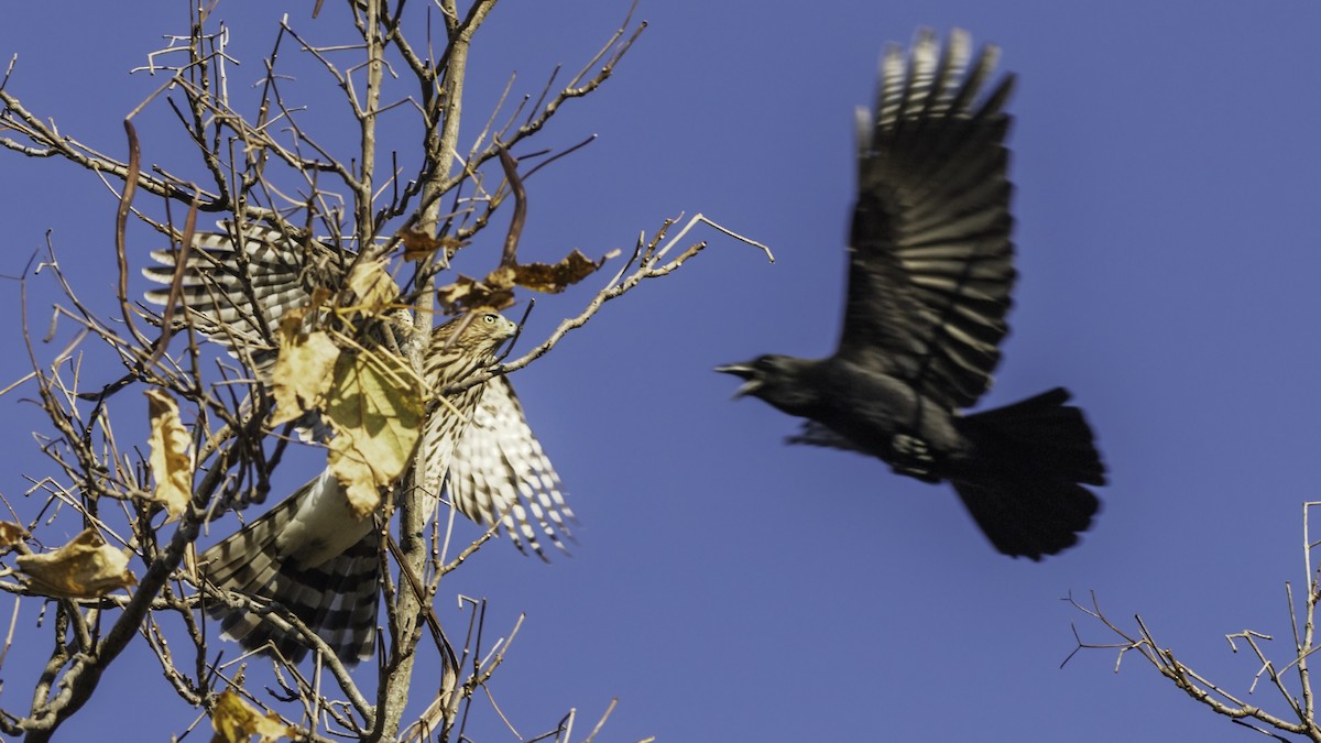 Cooper's Hawk - ML644734488