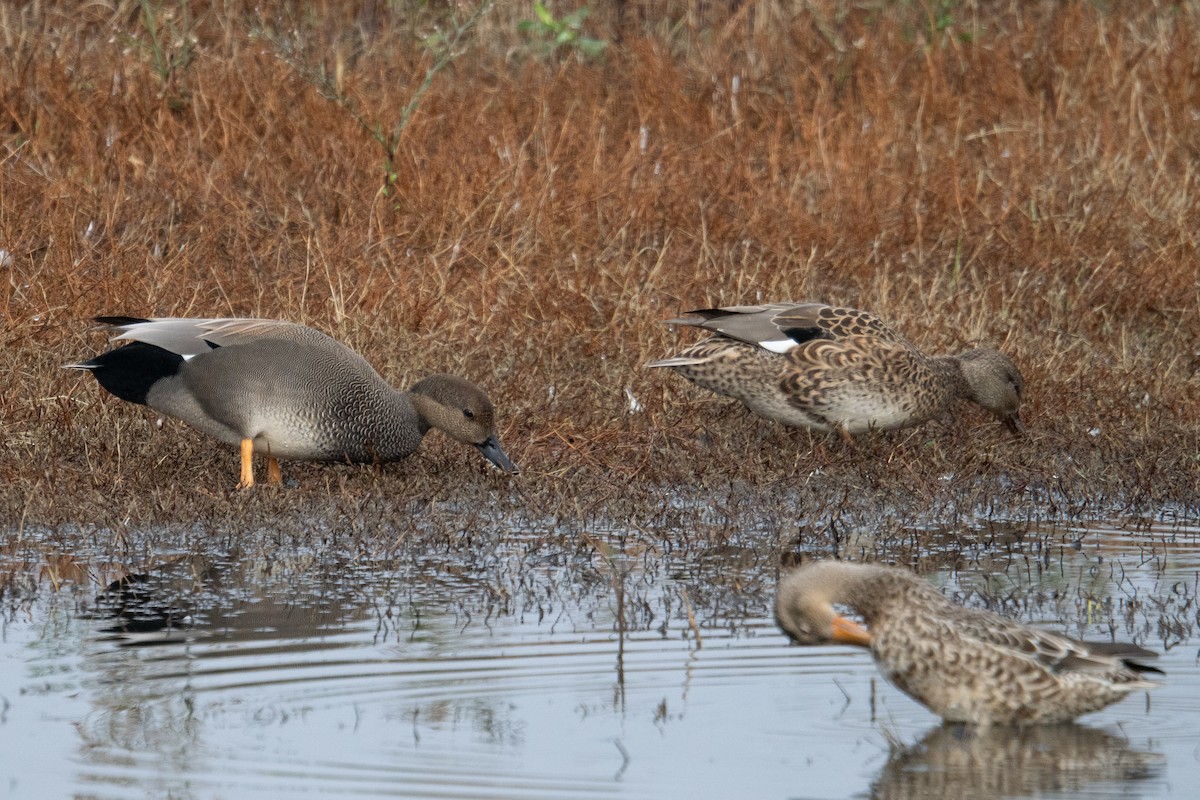 Ánade Friso - ML644734493