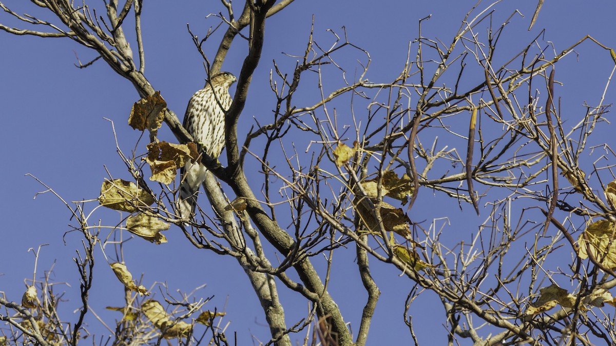 Cooper's Hawk - ML644734494