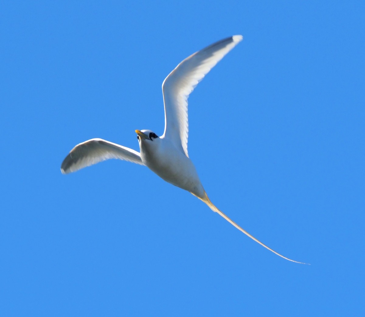 White-tailed Tropicbird - ML644734496