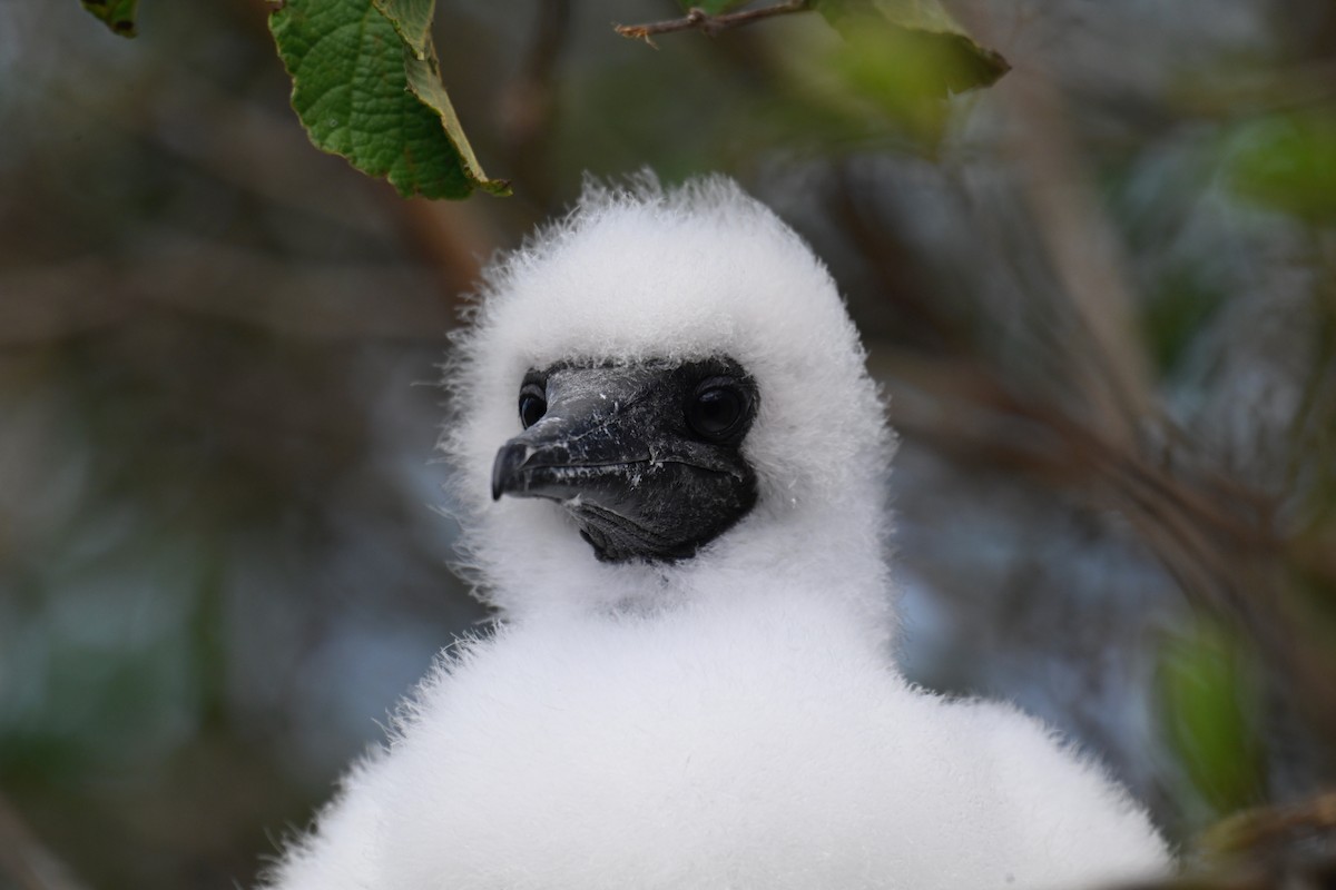 Сула червононога - ML644734497