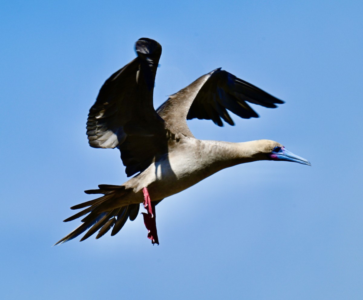 Сула червононога - ML644734500