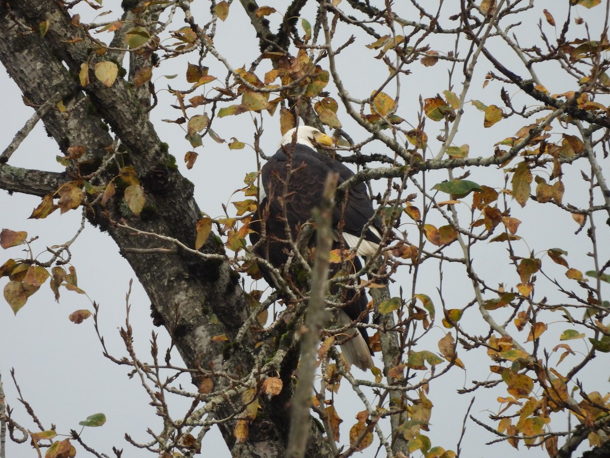 Pygargue à tête blanche - ML644734501