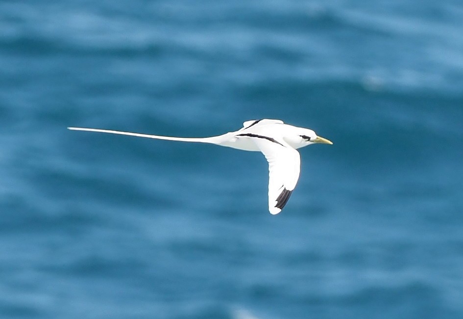 White-tailed Tropicbird - ML644734502