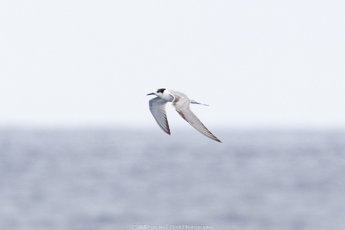 燕鷗 - ML644734503