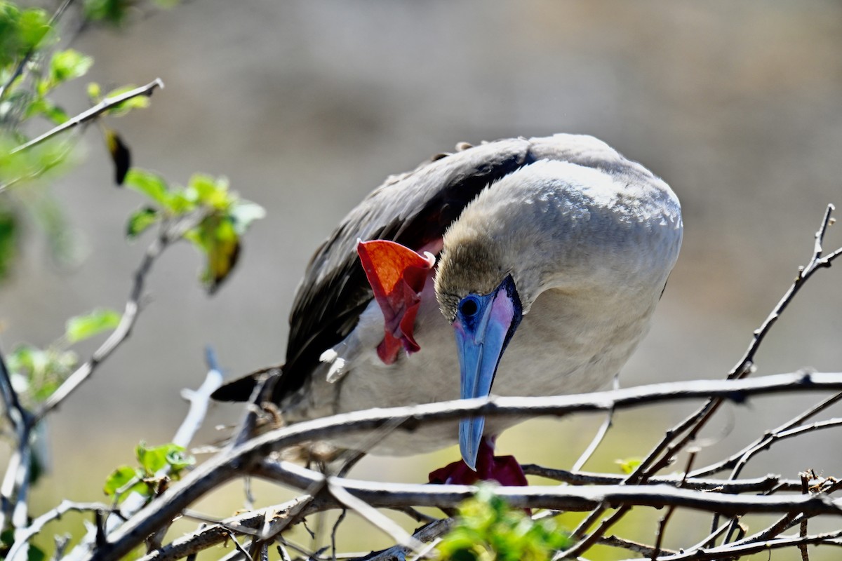 Сула червононога - ML644734504