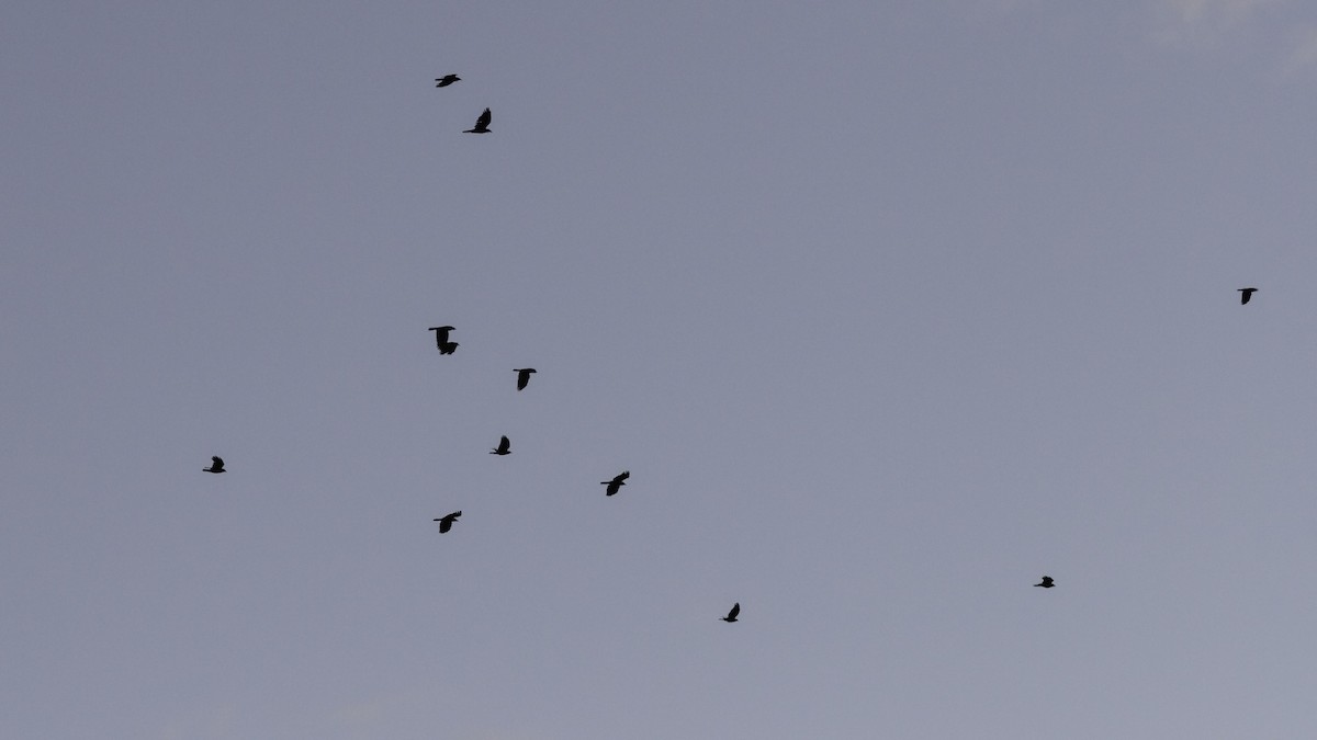 ウオガラス - ML644734507