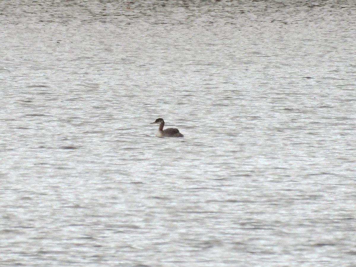 Пірникоза сірощока - ML644734520