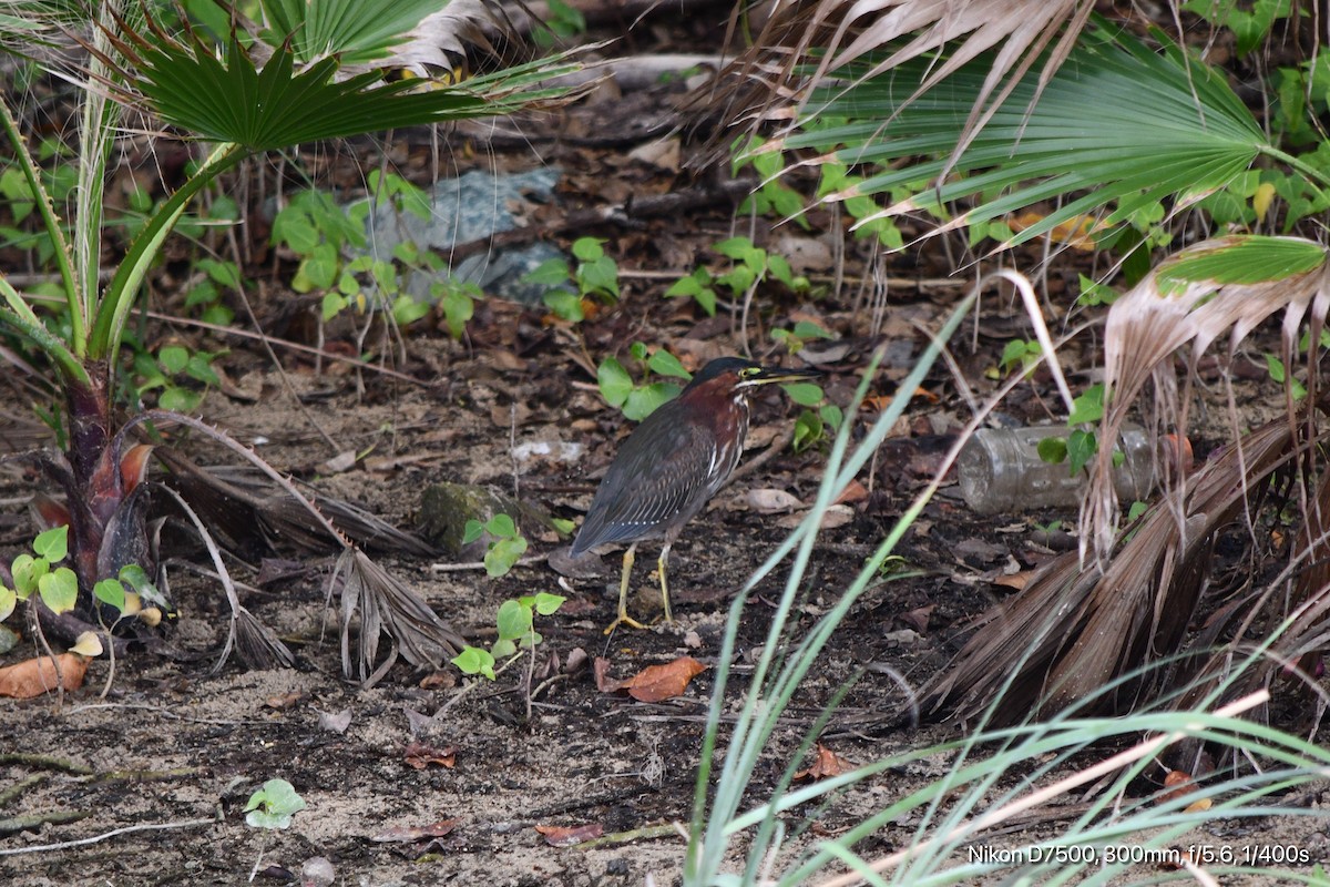 Green Heron - ML644734529