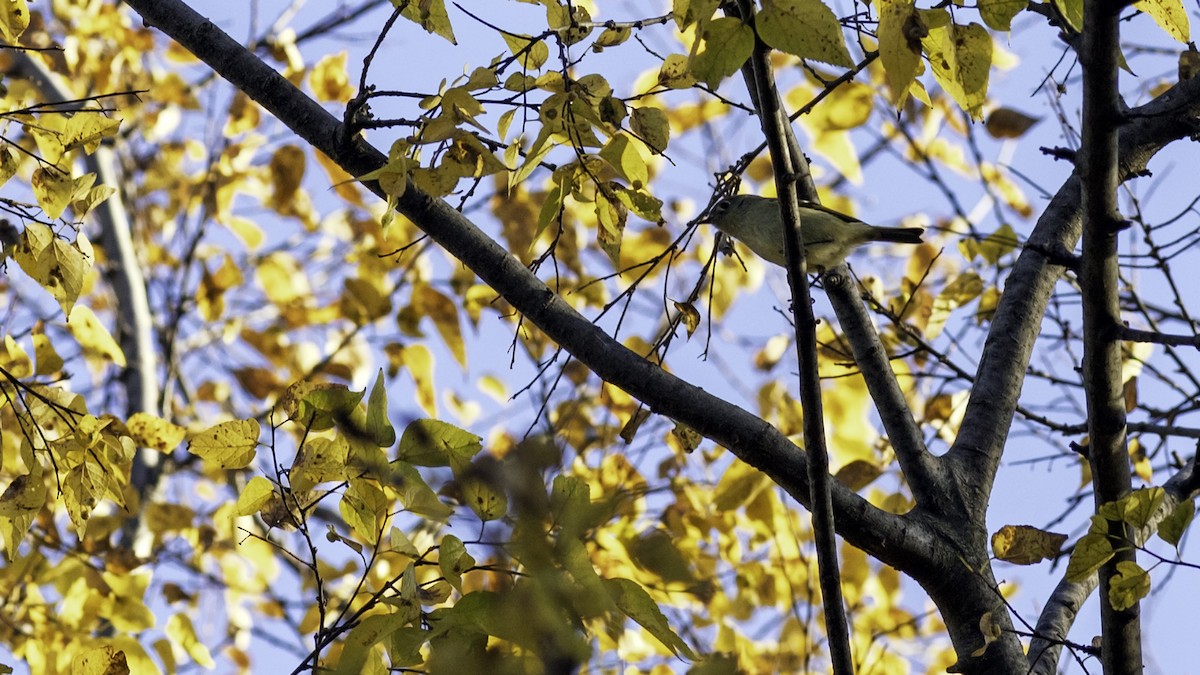 Ruby-crowned Kinglet - ML644734543