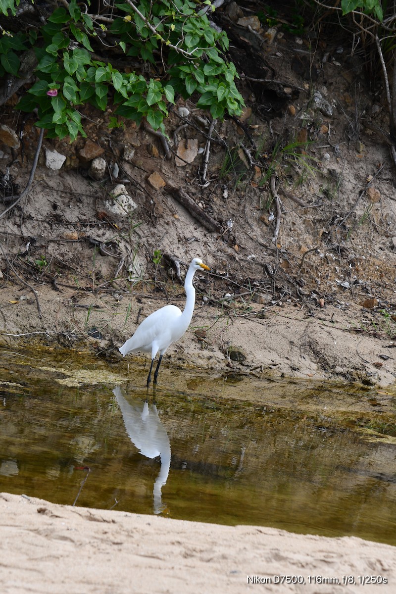 Great Egret - ML644734549