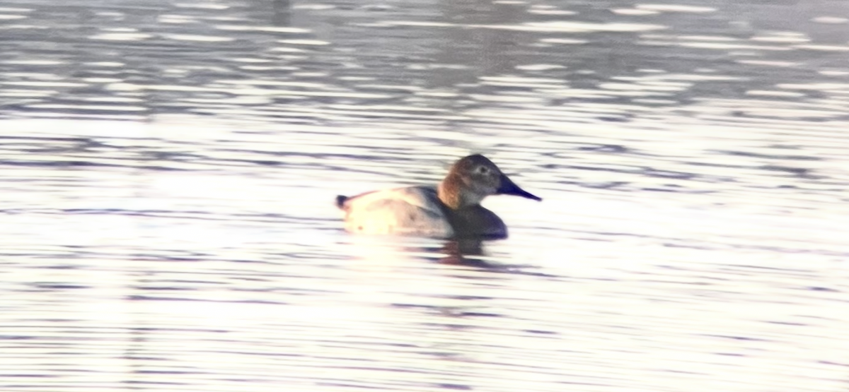 Murgilari bizkarzuria - ML644734575