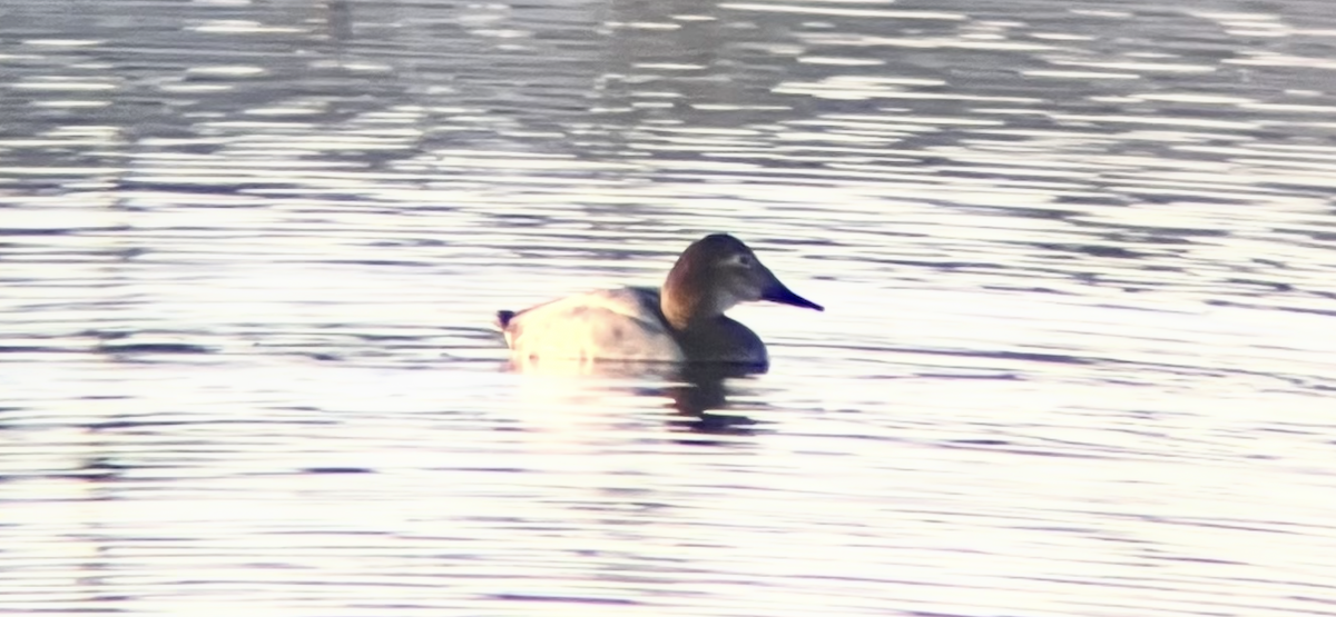 Murgilari bizkarzuria - ML644734576