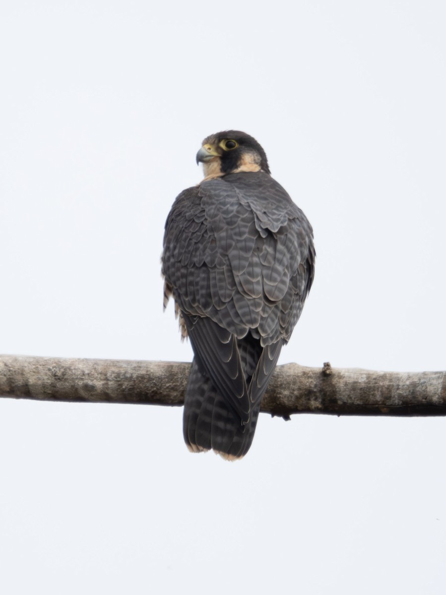 Faucon pèlerin - ML644734585