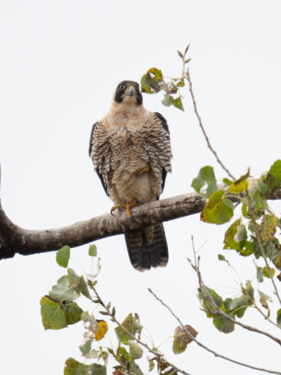 Faucon pèlerin - ML644734587