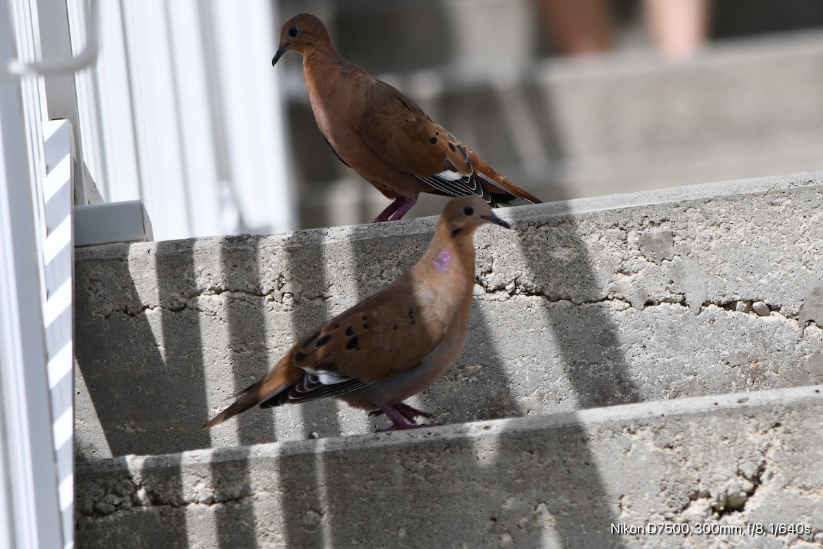 Zenaida Dove - ML644734591