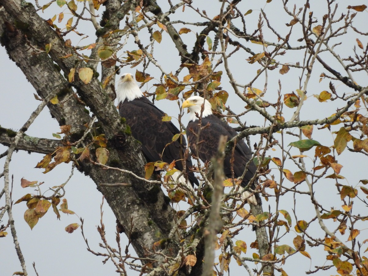 Pygargue à tête blanche - ML644734598