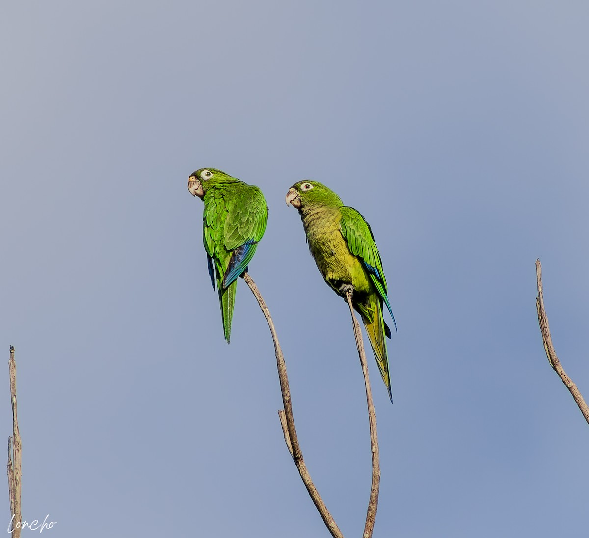Olive-throated Parakeet - ML644734607
