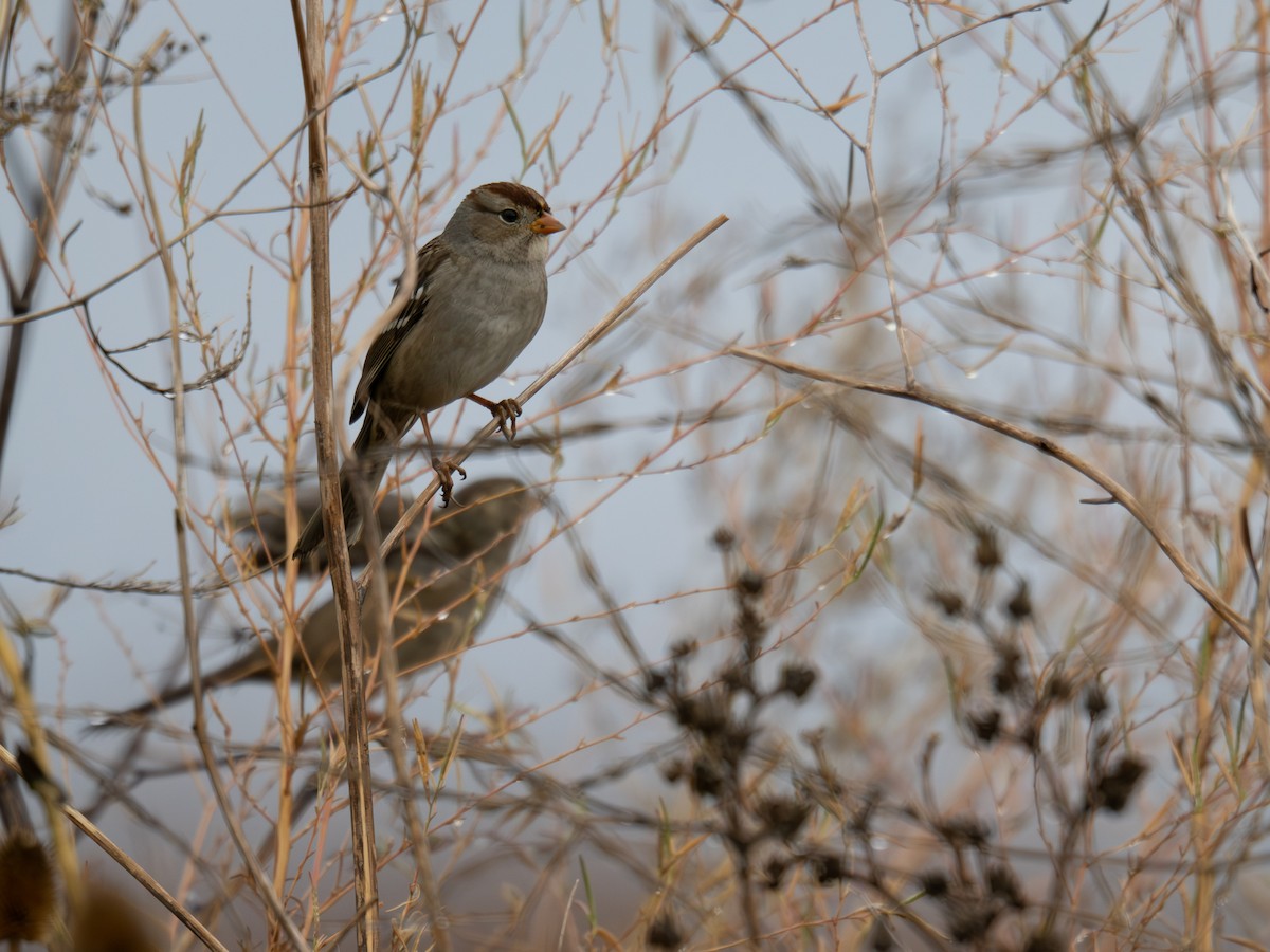Белобровая овсянка - ML644734610