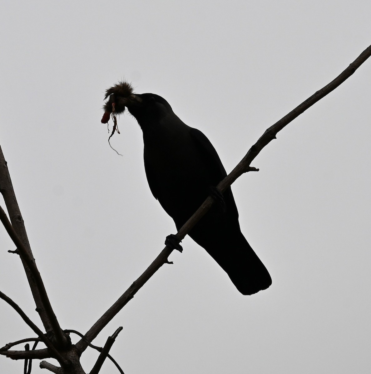 House Crow - ML644734612