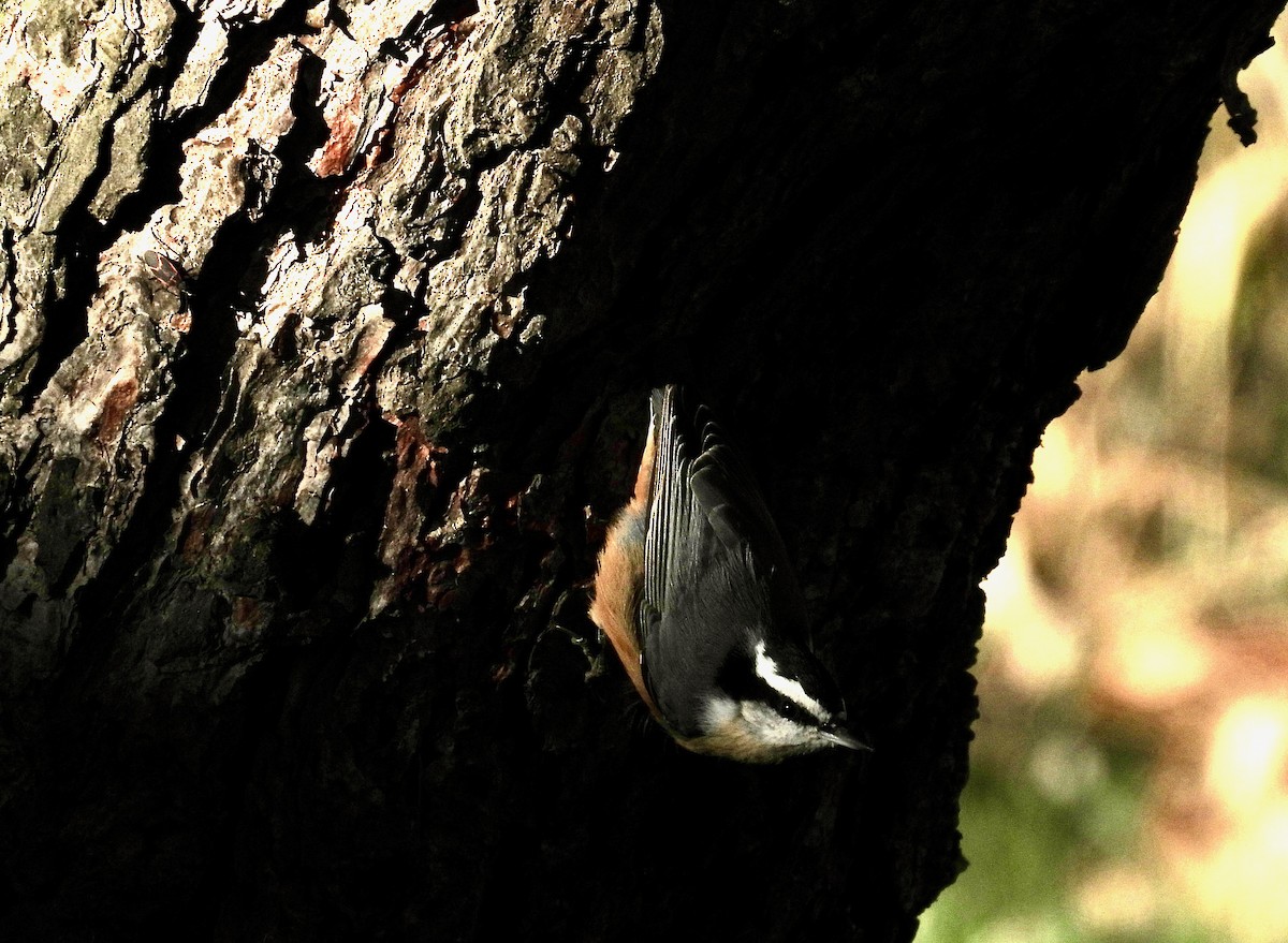 Red-breasted Nuthatch - ML644734618